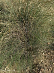 Macrochloa tenacissima