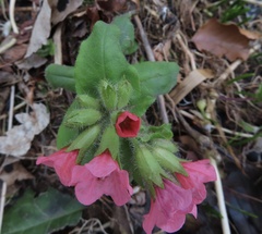 Pulmonaria rubra