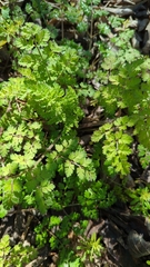 Chaerophyllum tainturieri