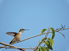 Archilochus colubris