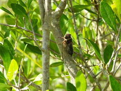Diceroprocta viridifascia