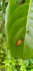 Leptocoris augur