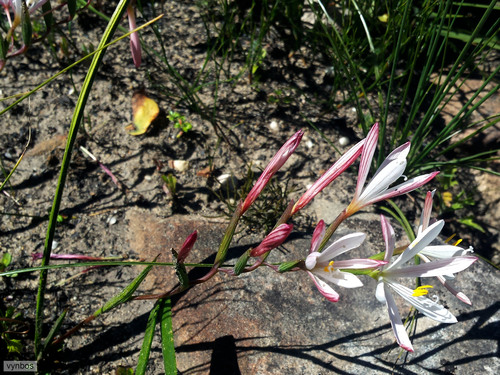 Geissorhiza confusa