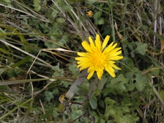 Sonchus tenerrimus