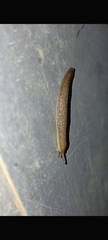 Sarasinula plebeia