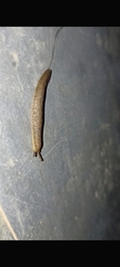 Sarasinula plebeia