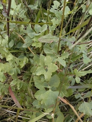 Sonchus tenerrimus