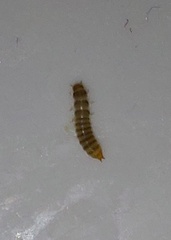 Litargus balteatus