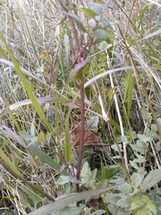 Sonchus tenerrimus