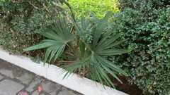 Trachycarpus fortunei