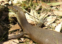 Varanus mertensi
