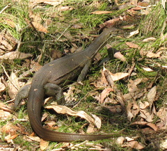 Varanus mertensi