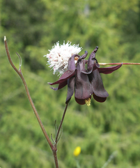 Aquilegia atrovinosa