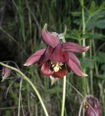 Aquilegia atrovinosa