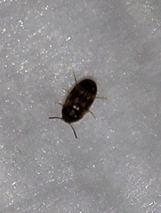 Litargus balteatus