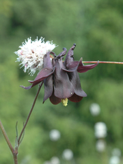 Aquilegia atrovinosa