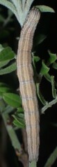Catocala abbreviatella