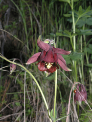 Aquilegia atrovinosa