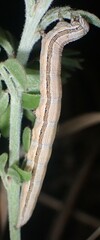 Catocala abbreviatella