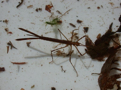 Calopteryx maculata