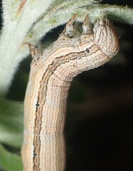 Catocala abbreviatella