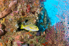 Plectorhinchus polytaenia
