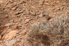 Curruca deserticola