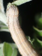 Catocala abbreviatella