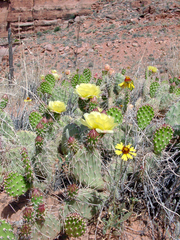 Gaillardia aristata