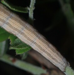Catocala abbreviatella