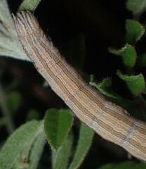 Catocala abbreviatella