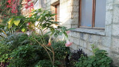 Brugmansia suaveolens