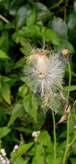 Crassocephalum crepidioides