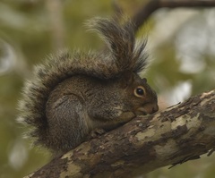 Sciurus alleni