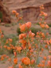 Sphaeralcea parvifolia