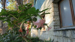 Brugmansia suaveolens