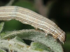 Catocala abbreviatella