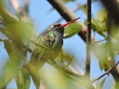 Cynanthus latirostris