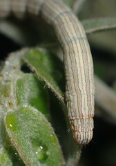 Catocala abbreviatella