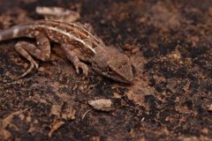 Sitana