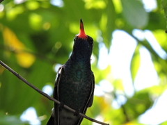 Cynanthus latirostris