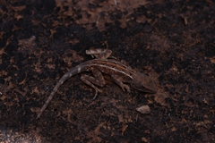 Sitana