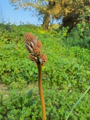 Asphodelus ramosus