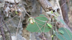 Campanula alliariifolia