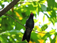 Cynanthus latirostris