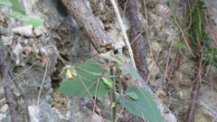 Campanula alliariifolia