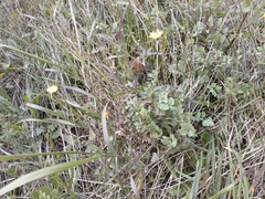 Sonchus tenerrimus