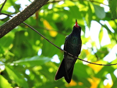 Cynanthus latirostris