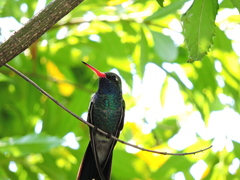 Cynanthus latirostris