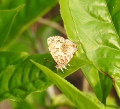 Catapaecilma major